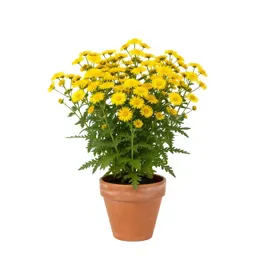 Grass-leaved golden aster