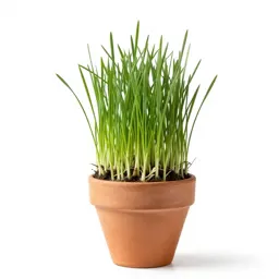 Grass pea