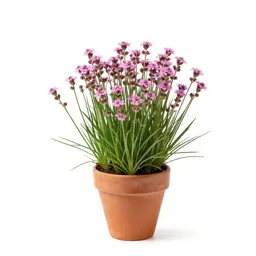 Grass poly