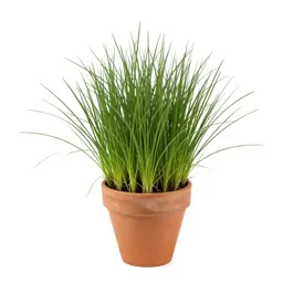 Grass