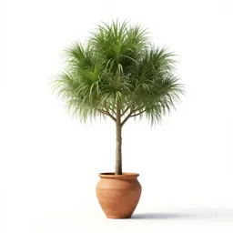 Grass tree
