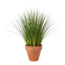 Grassy death camas