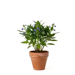 Great lobelia