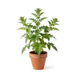 Great ragweed