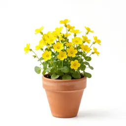 Great yellowcress