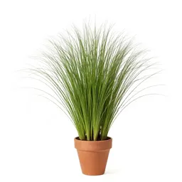 Green bristlegrass