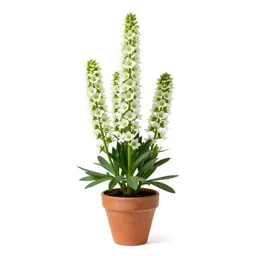 Green gentian