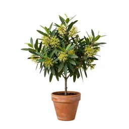 Grevillea