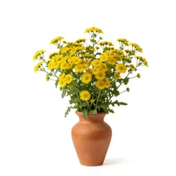 Groundsel