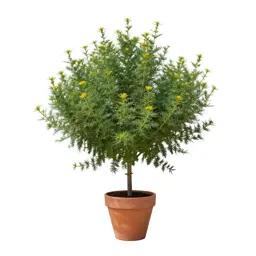 Groundsel tree