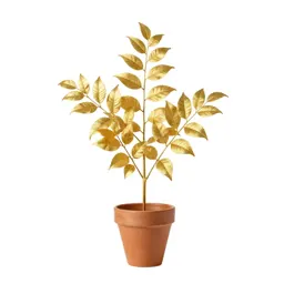 Guinea gold vine
