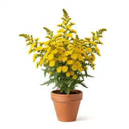 Hairy golden aster