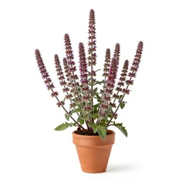 Hairy willowherb