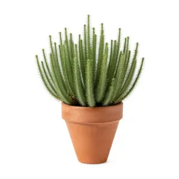 Halophyte