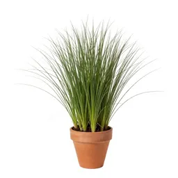 Hardinggrass