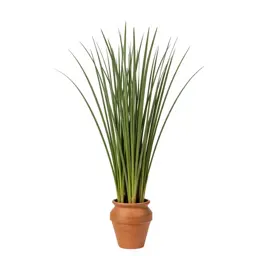 Hardstem bulrush