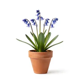 Harebell