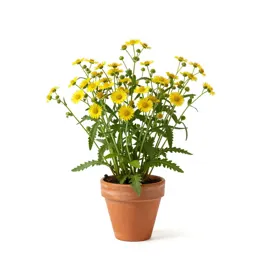 Hawkbit
