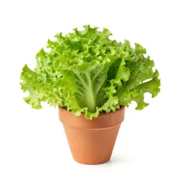 Head lettuce