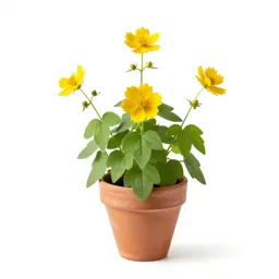 Heartleaf arnica