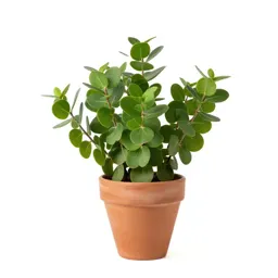 Heartleaf manzanita
