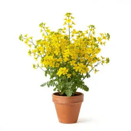 Hedge mustard