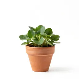 Hedge violet