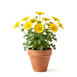 Helianthemum