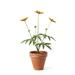 Heliopsis