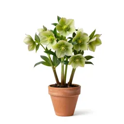 Hellebore