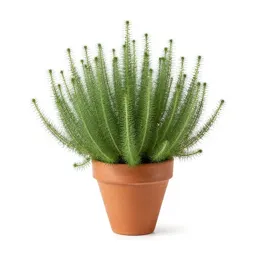 Herbage