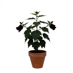 Hibiscus