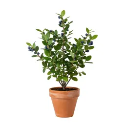 High-bush blueberry