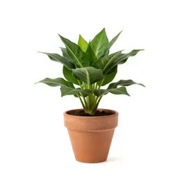 Hippeastrum