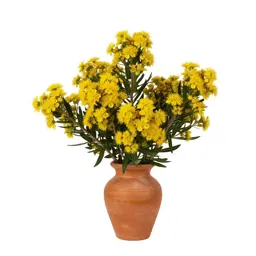 Honeyflower