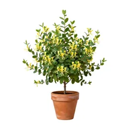 Honeysuckle