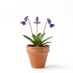 Horned violet
