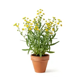 Horseweed