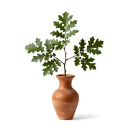 Huckleberry oak