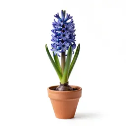 Hyacinth