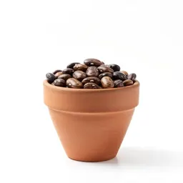 Jack bean