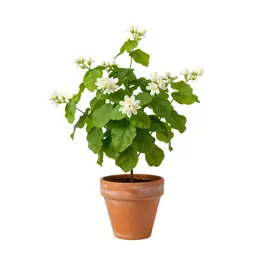 Jasmine