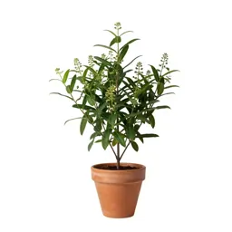 Kalmia
