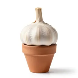 Keeled garlic