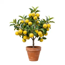 Kei apple