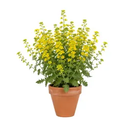 Klammath weed