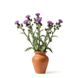 Knapweed