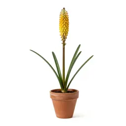 Kniphofia
