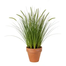 Knotgrass