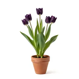 Lady tulip